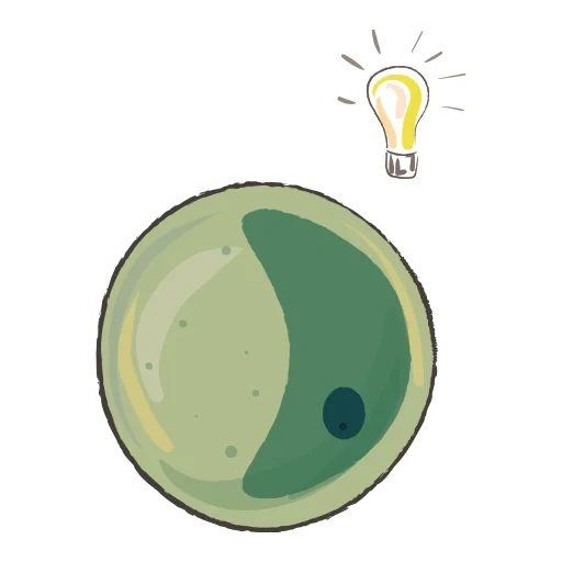 pièce de monnaie, chlorella, chlamyidomonade de chlorella, algues unicellulaires, dessin de la structure des cellules chlorelles
