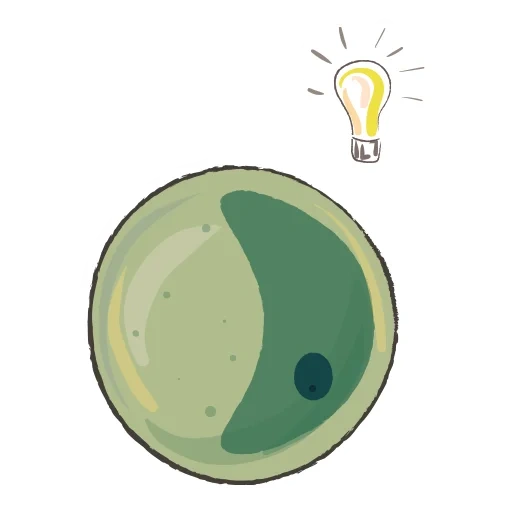 coin, chlorella, chlamyidomonade of chlorella, unicellular algae, chlorella cell structure drawing