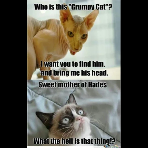 cat, grumpy cat meme, grumpy cat, cat meme, canadian sphinx cat