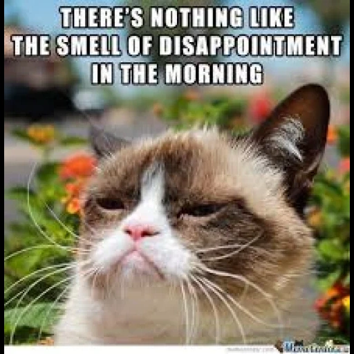 grumpy cat, grumpy cat memes, cat dissatisfied, gloomy cat, gloomy cat