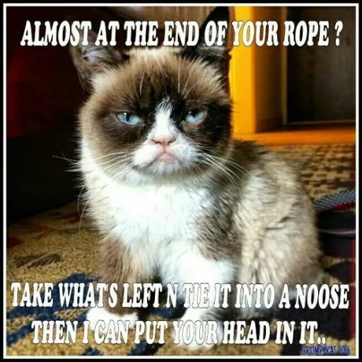 grumpy cat, grumpy cat meme, хмурый кот, grumpy cat мемы, grumpy cat улыбается