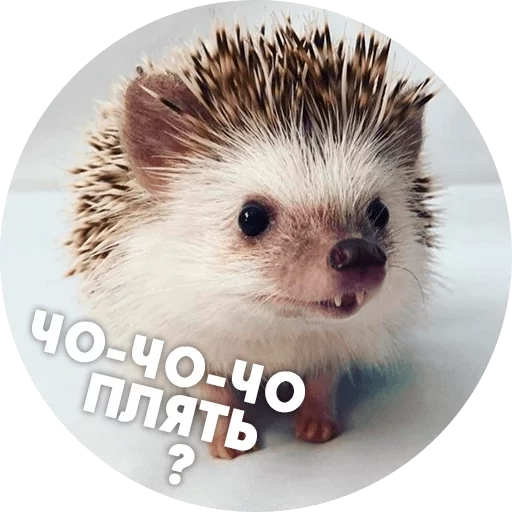 hedgehog, hedgehogs hedgehog, dear hedgehog, hedgehog is funny, hedgehog with a white background