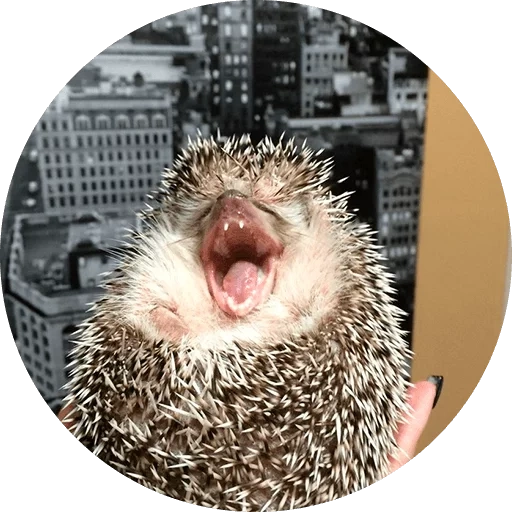 hedgehogs landak, landak besar, hedgehog lucu, hedgehog thorny, hedgehog keren