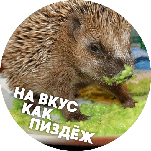 ricci, hedgehogs hedgehog, riccio divertente, cool hedgehog, hedgehog african dwarf