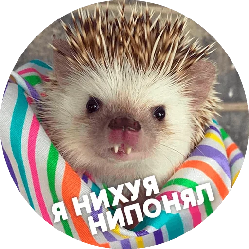 hérisson, mème de hérisson, cher hérisson, les hérissons sont mignons, hedgehog est drôle