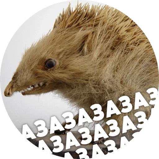 riccio, hedgehogs hedgehog, il meme del riccio, meme con un riccio, hedgehog testardo