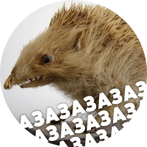 erizo, hedgehogs hedgehog, el meme del erizo, meme con un erizo, hedgehog obstinado