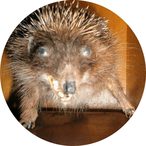 erizos, hedgehogs hedgehog, egor letov, hedgehog obstinado, erizo enterrado