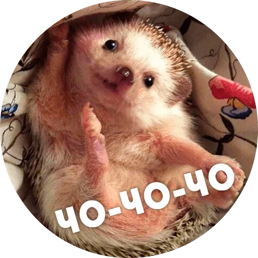 hedgehog yang terhormat, hedgehog lucu, hedgehog lucu, hedgehog yang keras kepala, landak bangun