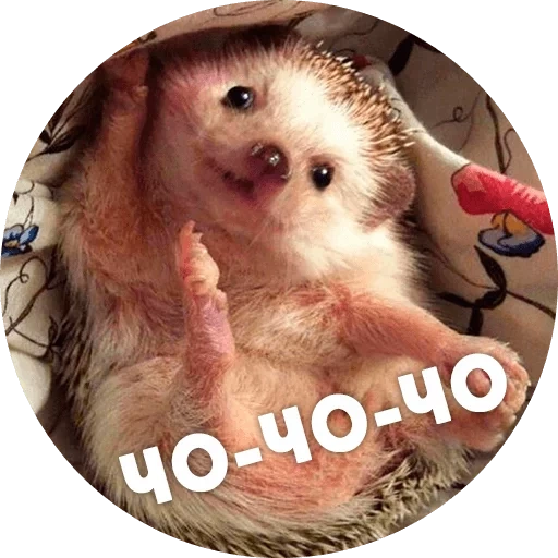 dear hedgehog, hedgehog is funny, funny hedgehog, stubborn hedgehog, the hedgehog woke up