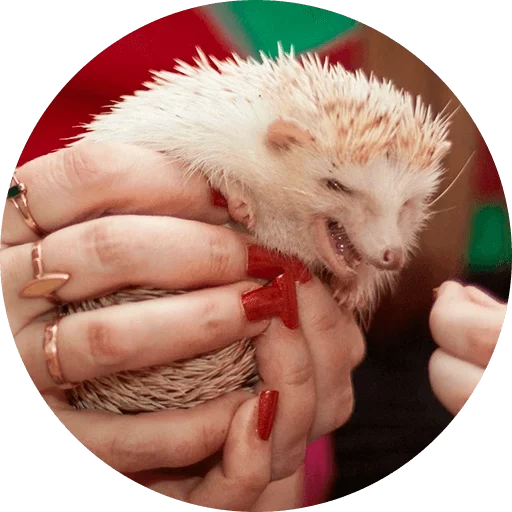 hedgehog yang terhormat, landak manual, hedgehog albino, hedgehog kerdil, landak afrika kerdil