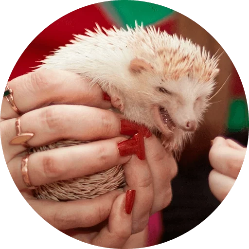 die niedlichen igel, manuelles hedgehog, der albino-igel, der zwerghegel, zwerg afrikanischer igel