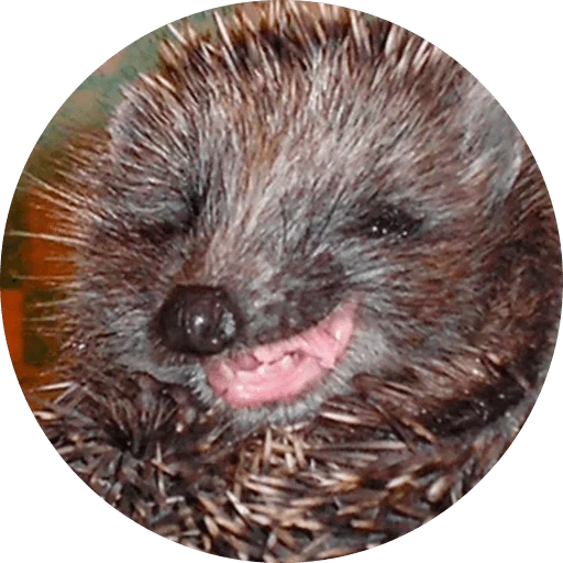 hedgehogs hedgehog, hedgehog malvagio, la faccia di riccio, hedgehog testardo, hedgehog testardo