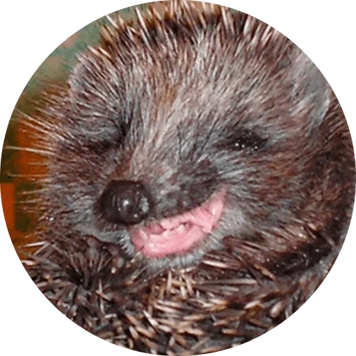 hedgehogs hedgehog, evil hedgehog, la cara de hedgehog, hedgehog obstinado, hedgehog obstinado