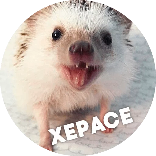 hedgehog memes, meme with a hedgehog, hedgehog is funny, stubborn hedgehog, a surprised hedgehog