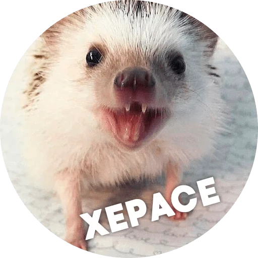 meme landak, meme dengan landak, hedgehog lucu, hedgehog yang keras kepala, landak terkejut