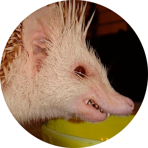 hedgehog est drôle, hérisson obstiné, un hérisson terrible, hérisson albino, animaux de hérisson