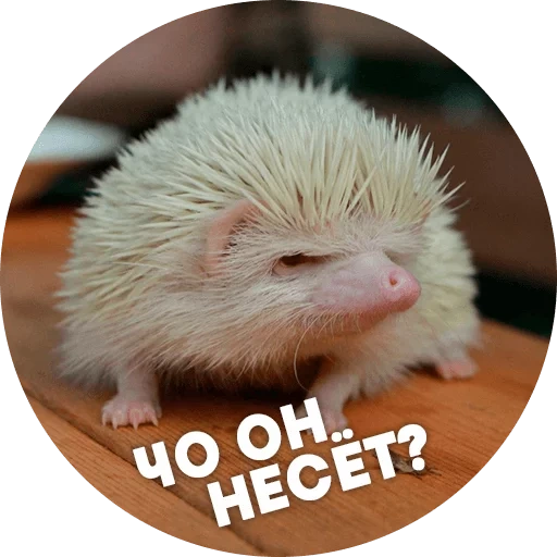 meme di riccio, hedgehog albino, il riccio è divertente, hedgehog testardo, hedgehog insoddisfatto