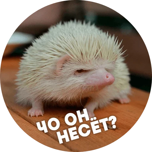 das igel meme, igel albino, der igel lustig, der harte igel, der unzufriedene igel