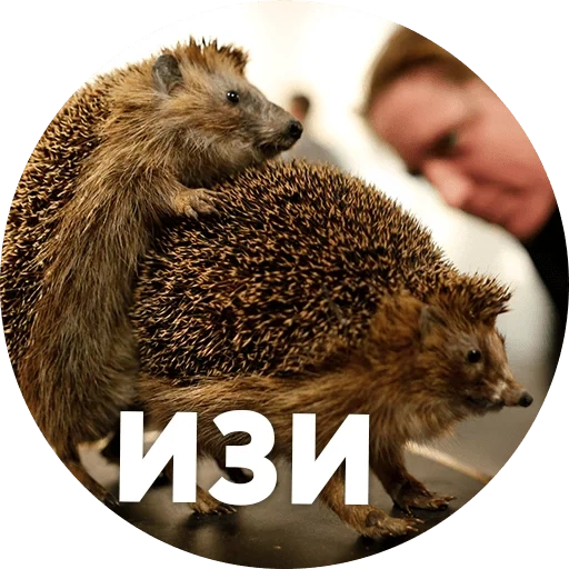 hedgehogs, hedgehogs hedgehog, meme with a hedgehog, forest hedgehog, hedgehog is funny