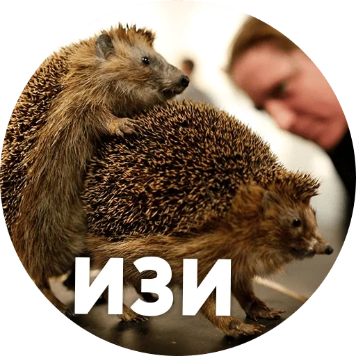 ricci, hedgehogs hedgehog, meme con un riccio, hedgehog forestale, il riccio è divertente