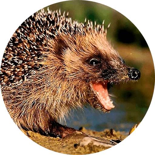hedgehogs, hedgehogs hedgehog, evil hedgehog, wild hedgehog, yezh ordinary