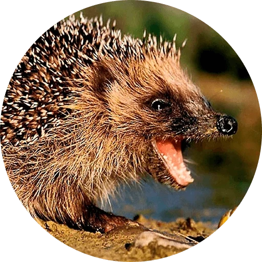 landak, hedgehogs landak, hedgehog jahat, landak liar, yezh biasa