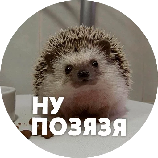 hérisson, hérisson hérisson, hedgehog est drôle, hedgehog est drôle, hérisson obstiné