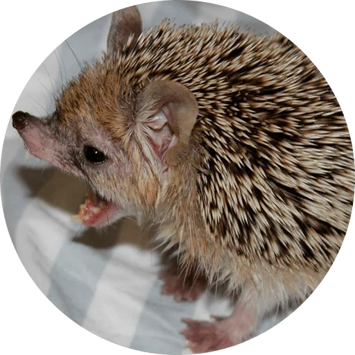 erizos, hedgehog de orejas, hedgehog de orejas, espinoso erizo, hedgehog obstinado