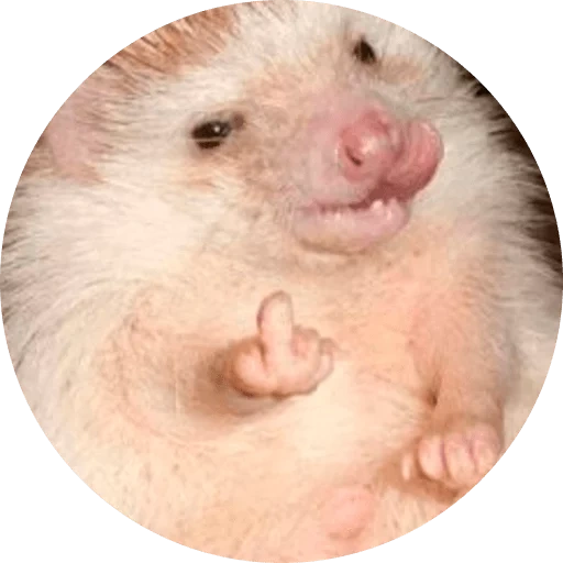 erizo, el meme del erizo, hedgehog es divertido, hedgehog obstinado, animales de erizo