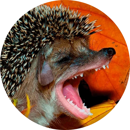 gigi landak, hedgehog jahat, hedgehog yang panik, hedgehog lucu, hedgehog yang keras kepala