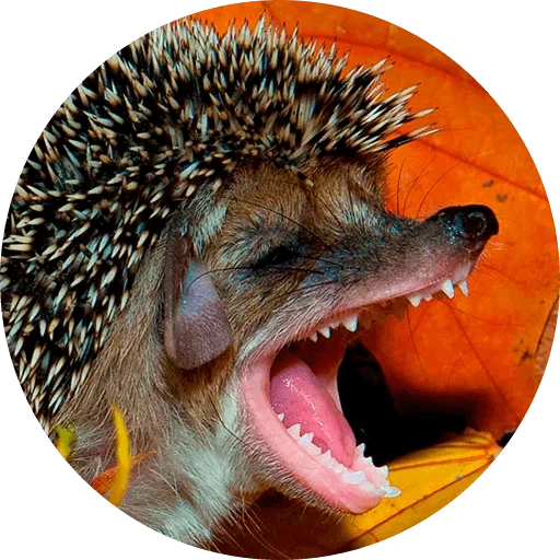 dentes de ouriço, hedgehog cruel, hedgehog violento, hedgehog engraçado, hedgehog duro