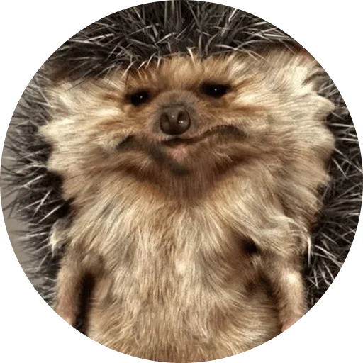 landak, hedgehog yang keras kepala, hedgehog lucu, hedgehog thorny, hedgehog yang keras kepala