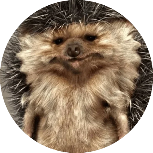 hérisson, hérisson obstiné, hedgehog est drôle, hérisson épineux, hérisson obstiné