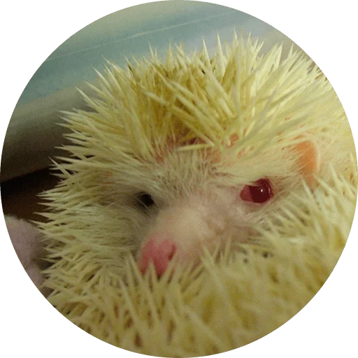 landak putih, hedgehog lucu, hedgehog yang keras kepala, hedgehog albino, landak kerdil afrika albino