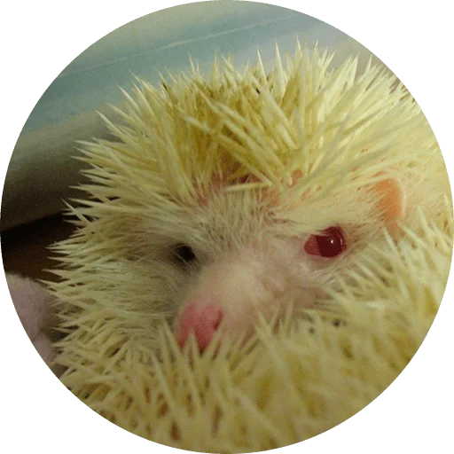 hedgehog branco, hedgehog engraçado, hedgehog duro, hedgehog albino, albinismo de ouriço anão africano