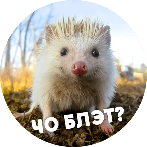 erizos, hedgehog blanco, meme con un erizo, hedgehog es divertido, hedgehog obstinado