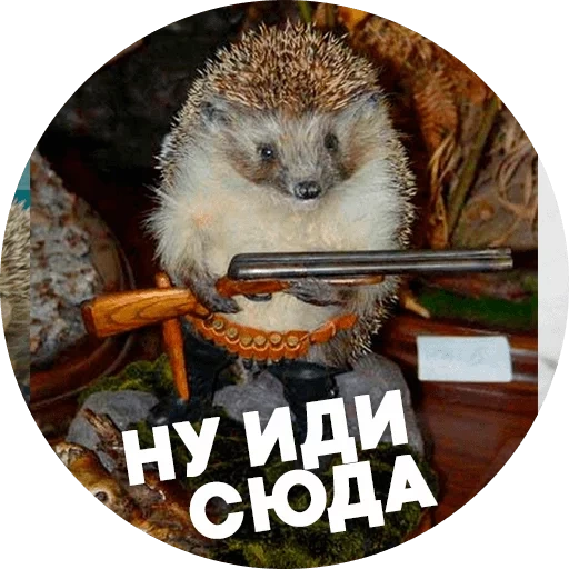 riccio, meme di riccio, il riccio è divertente, hedgehog testardo, hedgehog automaticamente