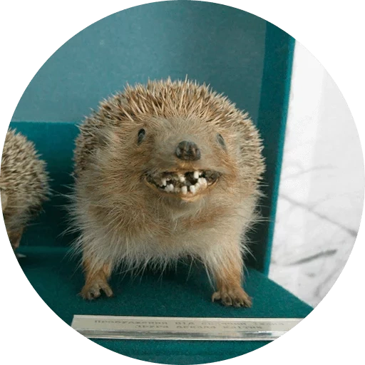 hedgehogs landak, hedgehog jahat, hedgehog jahat, hedgehog yang panik, hedgehog lucu