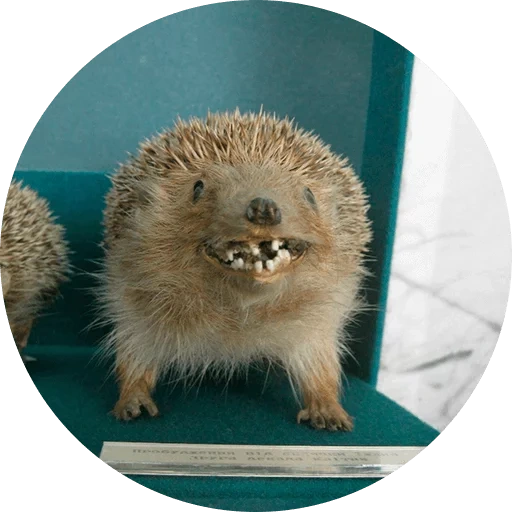 hedgehog, hedgehog malvado, hedgehog cruel, hedgehog violento, hedgehog engraçado