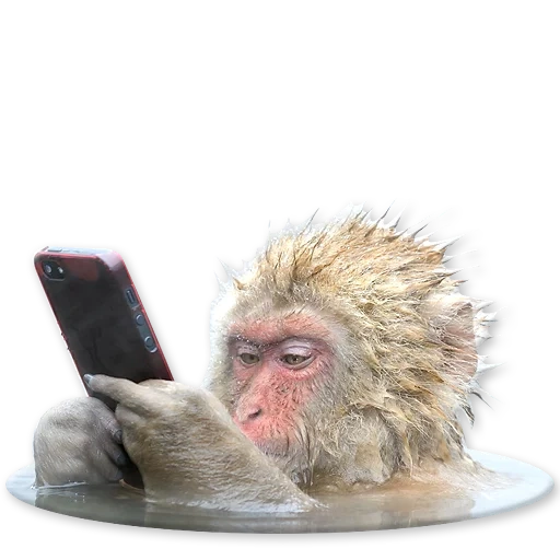 a monkey, funny phone, monkey phone, monkey under water meme, monkey with a telephone with water