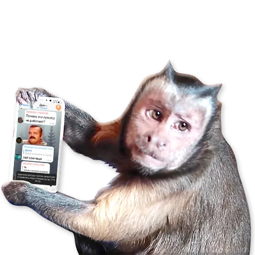 monkey, mono, monkey boo, mono capuchino