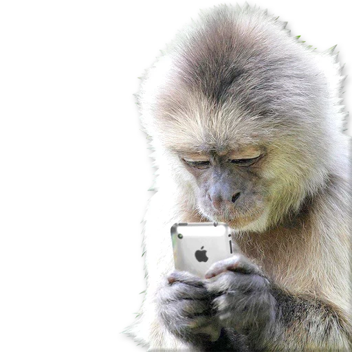 conjunto, macaco, macaco engraçado, telefone macaco