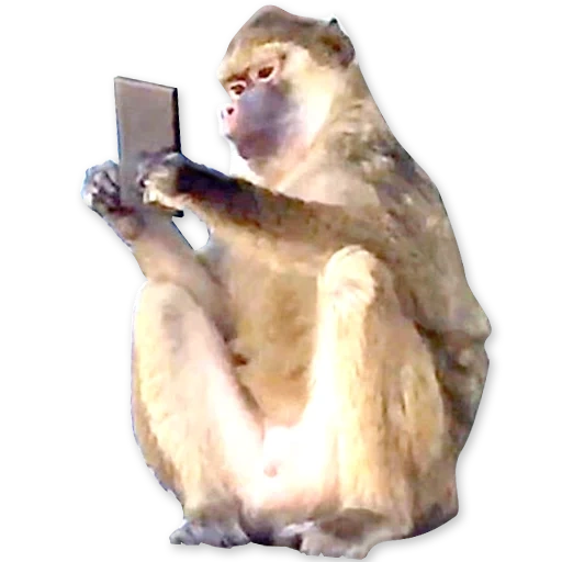 paquet, le singe est assis, téléphone de singe