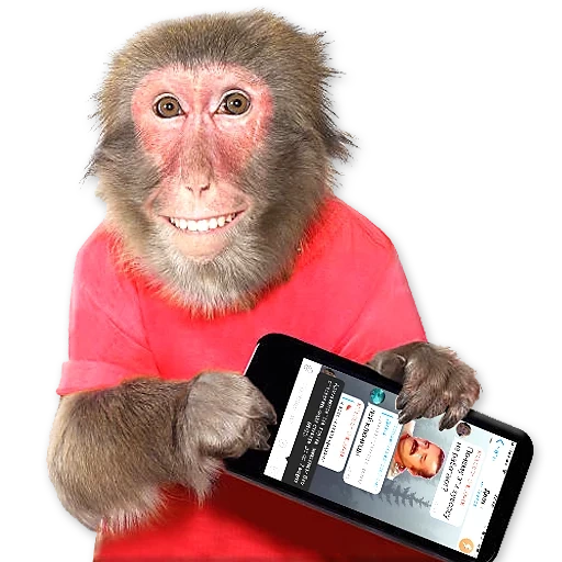 monkey, funny monkeys, monkeys are photographed, monkey phone