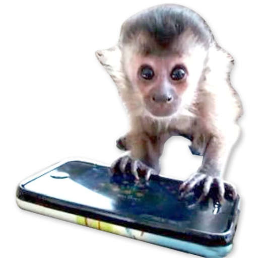 mono doméstico, mono doméstico, pequeño mono, mono divertido, pequeño mono divertido