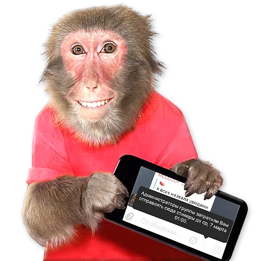 a monkey, funny monkeys, monkeys are photographed, monkey phone