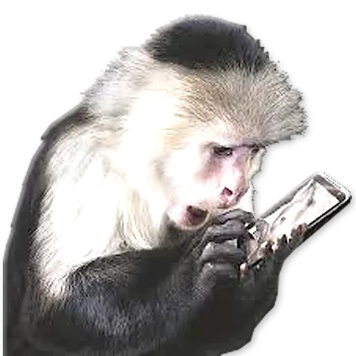 человек, мужчина, макака телефоном, обезьяна айфоном, обезьяна телефоном