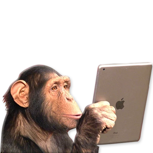 lo schermo, la scimmia, scimmia intelligente, la scimmia sta facendo un computer, intelligenza di scimpanzé