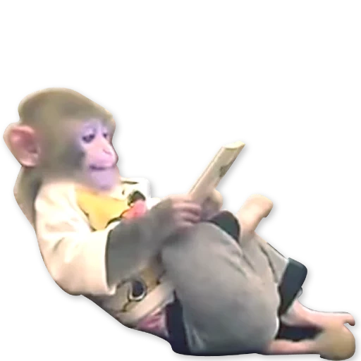 mono, mono, mono, simio, pequeño mono